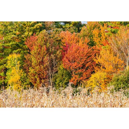 Jones, Allison 아티스트의 USA-Vermont-Morrisville Lyle McKee Road-fall foliage작품입니다.